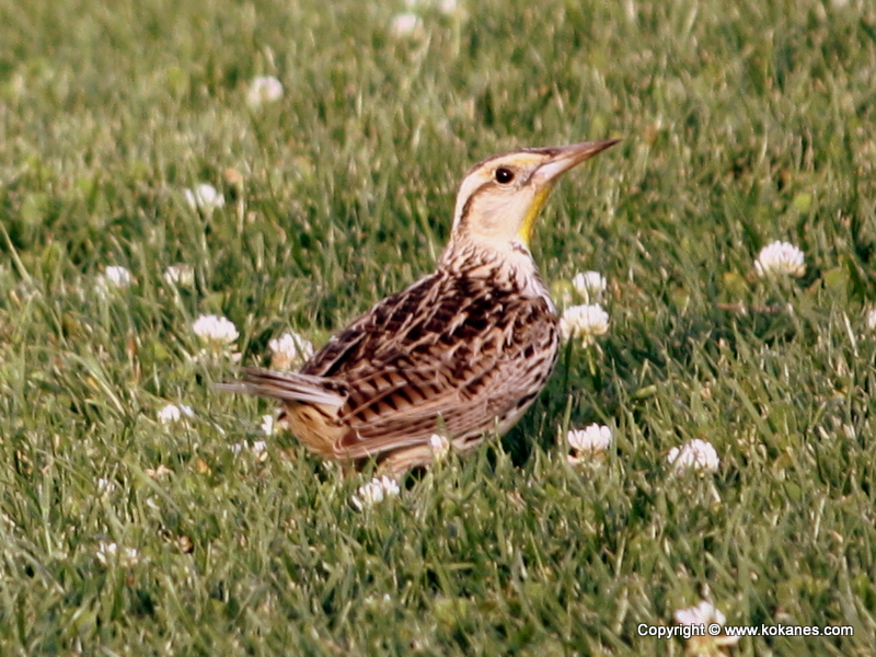 Eastern Meadowlark